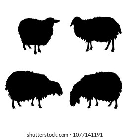 Set of vector silhouettes of sheep. Illustration isolated on white background