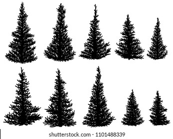 Set of vector silhouettes of spruce trees (fir, fir-tree).