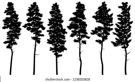 Set of vector silhouettes of tall pine trees (cedar).