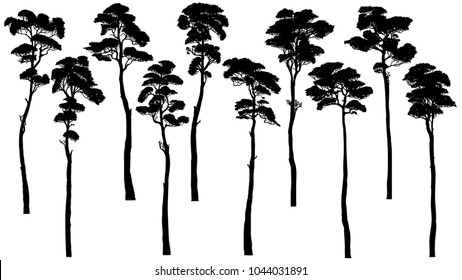 Set of vector silhouettes of tall trees with leaves (pine, cedar, sequoia).