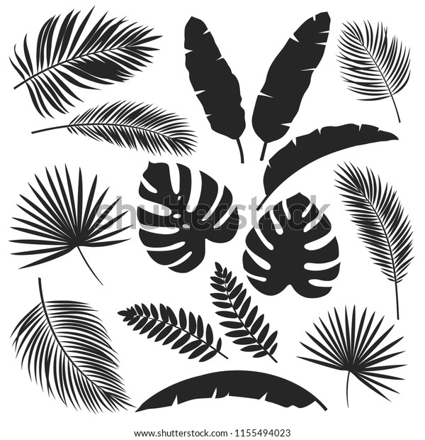 熱帯の葉のベクター画像シルエットを設定します 白黒のジャングル風のエキゾチックな葉のフィロデンドロン アレカヤシ ロイヤルシダ バナナ の葉 夏の熱帯パラダイス広告デザインバケーションのイラスト のベクター画像素材 ロイヤリティフリー