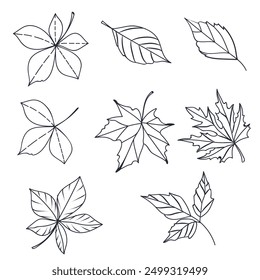 Set of vector simple leaf shapes contours