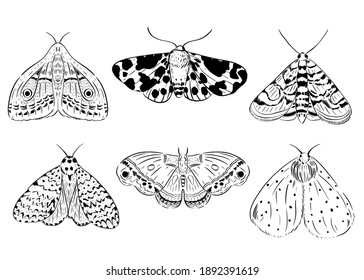 Set of vector sketch butterflies, moths. Hand drawn illustration. Black and white background. Night butterfly. 