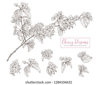 Set of vector sketch cherry blossom. Floral and botanical hand drawn collection of isolated spring  flowers on a branch. Monochrome engravind plants