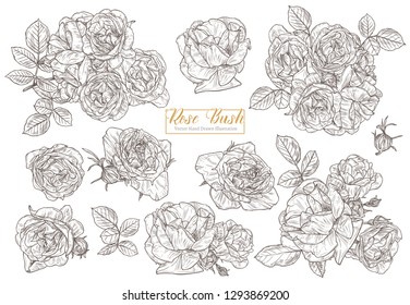 Set of vector sketch roses. Floral and botanical hand drawn collection of isolated blossom flowers. Monochrome engravind plants for decoration wedding invitation