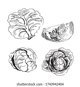 set of vector sketches of cabbage. Hand drawn illustration isolated