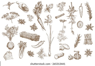 Set of vector sketches of  herbs used as spices