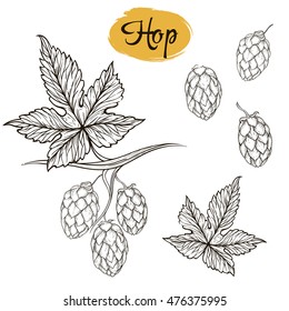 Set of vector sketches of linear leaves and branches hop isolated on white background. Illustrations handmade beer for Oktoberfest theme.