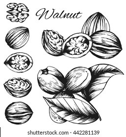 Set of vector sketches of nuts isolated on white background. Handmade walnut on a branch and shells in vintage style