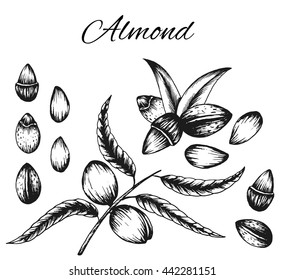 Set of vector sketches of nuts isolated on white background. Hand drawing almonds on a branch with leaves