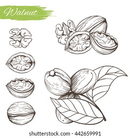 Set of vector sketches of nuts isolated on white background. Handmade walnut on a branch and shells in vintage style