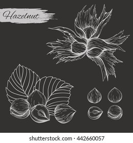 Set of vector sketches of nuts isolated on dark background. Handmade hazelnut on branch and in the shell in vintage style