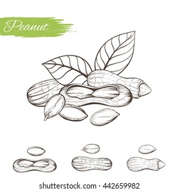Set of vector sketches of peanut isolated on white background. Hand drawing linear nuts in vintage style