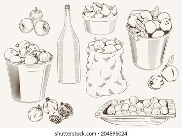 set of vector sketches of ripe fruit harvested for the production of homemade wine