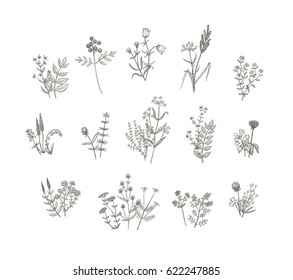 Conjunto de flores dibujadas a mano vectorial. Colección de ilustraciones de flores de campo y plantas de estilo vintage. Elementos florales creativos para el paquete de decoración de postales.