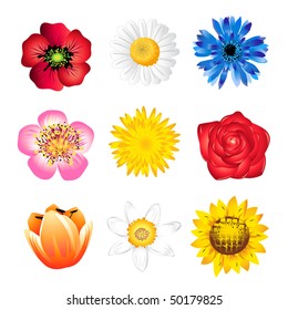 Set of vector  spring flowers isolated on white