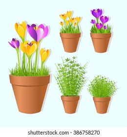 Set of vector spring garden flowers in tots. Crocus flowers and green grass  in pots,printable files. Vector printable boxes,half boxes, in flat colors for garden party decor.