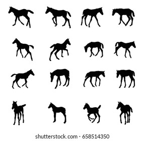 Set of vector standing, trotting, galloping foals black silhouettes isolated on white background