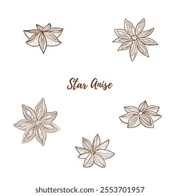 Set of vector star anise line art illustration, graphic line art. Elegant line botanical illustration. Anise spices. Spices for mulled wine. Great for any designs, textile, art, walls, package