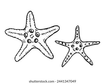 A set of vector starfish line art illustrations. Hand drawn maritime sea star sketch. Undersea seashells outline drawing. Design elements for icon, logo, seafood shop, menu, coloring.