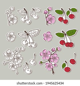 A set of vector stickers on an isolated background. Beautiful cherry blossoms and bright cherry tree berries. The drawings are perfect for postcards, backgrounds, packaging paper, prints, and labels.