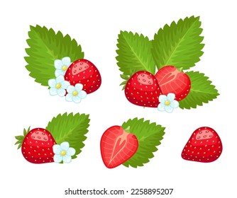 Satz VektorErdbeeren einzeln auf weißem Hintergrund