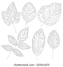 Set of vector structural Leaves