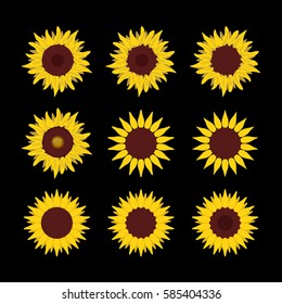 Set of vector sunflowers on black background.