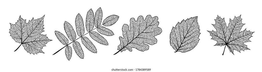 Set of vector texture leaves. Silhouette of plants. Natural elements for season backgrounds, templates, wallpaper, cards