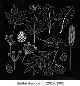 Set of vector textured autumn leaves, pinecone, acorns and tansy flowers white on blackboard background. Contains maple, oak, rowan leaves, acorns, pine cone, rye spike and rowan berries bunch