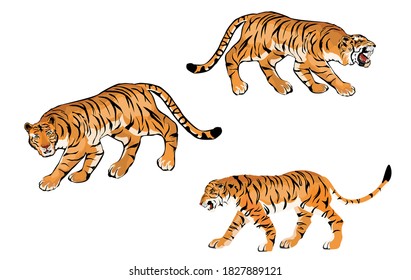Set of vector tigers isolated on white, colorfull.
