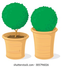 A Set Of Vector Topiary Box Trees Or Bushes In Terracotta Plant Pots.