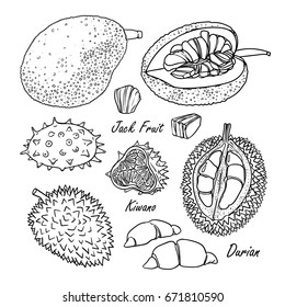 Set of vector tropical fruits: jack fruit, kiwano, durian. Hand drawn collection for design, isolated on white. Black lines sketch