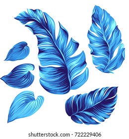 Set of vector tropical leaves. beautiful botanical elements for graphic design, vector illustrations of natural exotic leaves. 