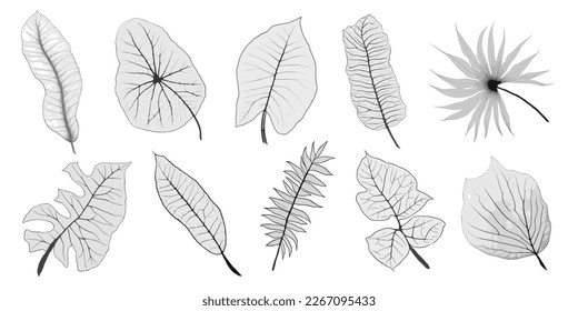 Conjunto de hojas tropicales vectoriales en escala de grises, en blanco para diseño