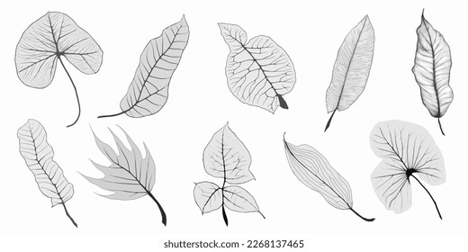 Set of vector tropical leaves in grayscale, blank for design