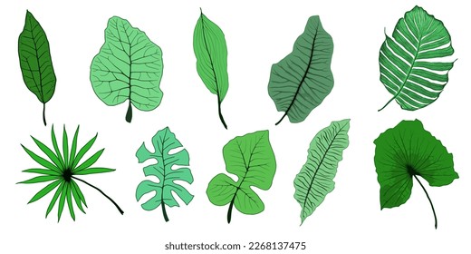Set of vector tropical leaves, vector illustration