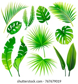 set of vector tropical leaves. vector illustration. realistic plants