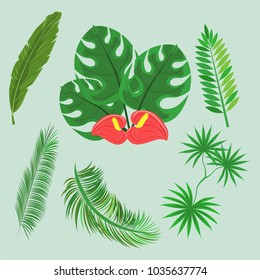 Set of vector tropical leaves. Realistic concept of tropical leaves and flowers, palm leaf, banana leaf. Vector illustration.