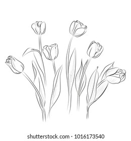 Set of vector tulips. Freehand drawing.