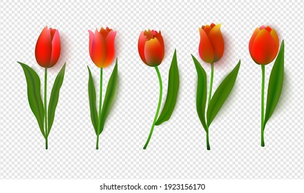 A set of vector tulips set on a transparent background.