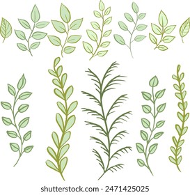 Set of vector twigs and leaves. Vector illustration. Natural plant.	
