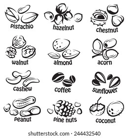 set of vector various nuts