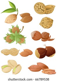 set of vector various nuts