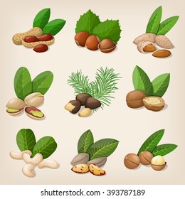 Set of vector various nuts. Vector illustration