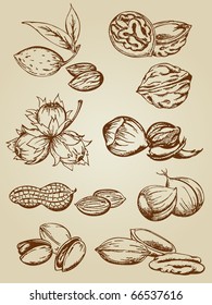 set of vector various nuts in retro style