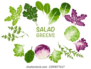 Set of vector vegetable salad, leafy vegetables Organic vegetarian food, and healthy food. Salad icon. We isolated vector illustrations on a white background.
