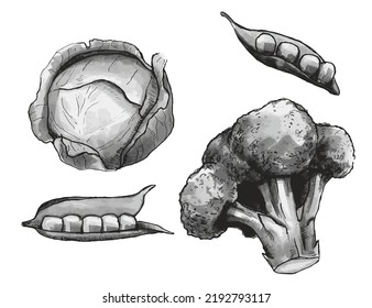 Set of vector vegetables cabbage, broccoli and peas in pods