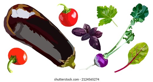Set of vector vegetables illustration. Eggplant. raddish, peppers, basil, herbs