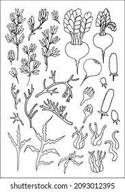 Set of vector vegetal botanical decorative elements in black and white, contours and different forms of tropical leaves, silhouettes of leaves.